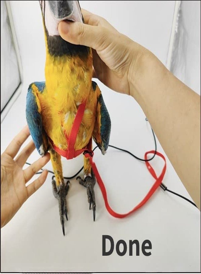 Barn Eleven Adjustable Bird Harness with 78.7 Inch Leash, Outdoor Flying Training Rope Kit for Bird Parrots, Parrot Flying Rope Straps Outdoor Training Traction Rope for Small Medium Large Size Birds (XL) - Image 4